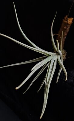 Tillandsia edithae x Till. albertiana (L) Tillandsia edithae x Till. albertiana (L)