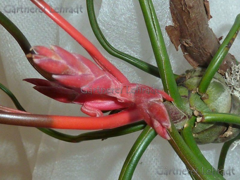 Tillandsia bulbosa Tillandsia bulbosa