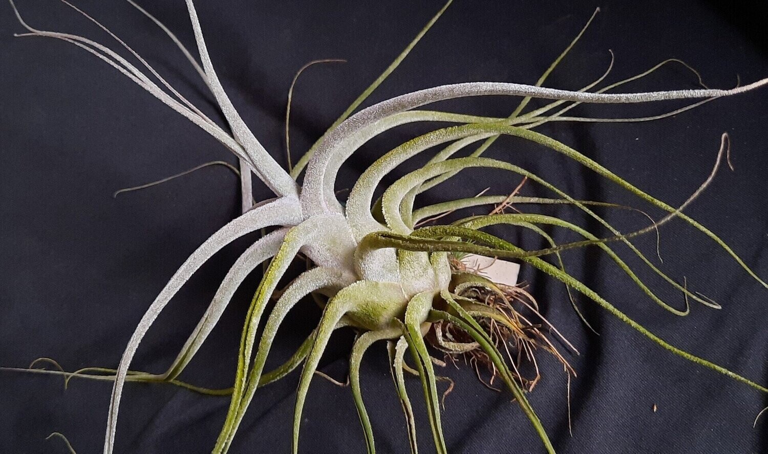 Tillandsia ehlersiana (L)
