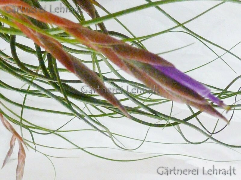Tillandsia butzii blau - (L) Tillandsia butzii blau - (L)