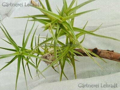 Tillandsia diaguitensis (L)
