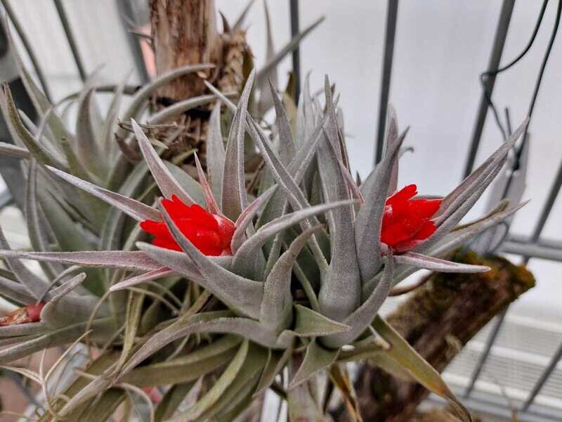 Tillandsia edithae Tillandsia edithae