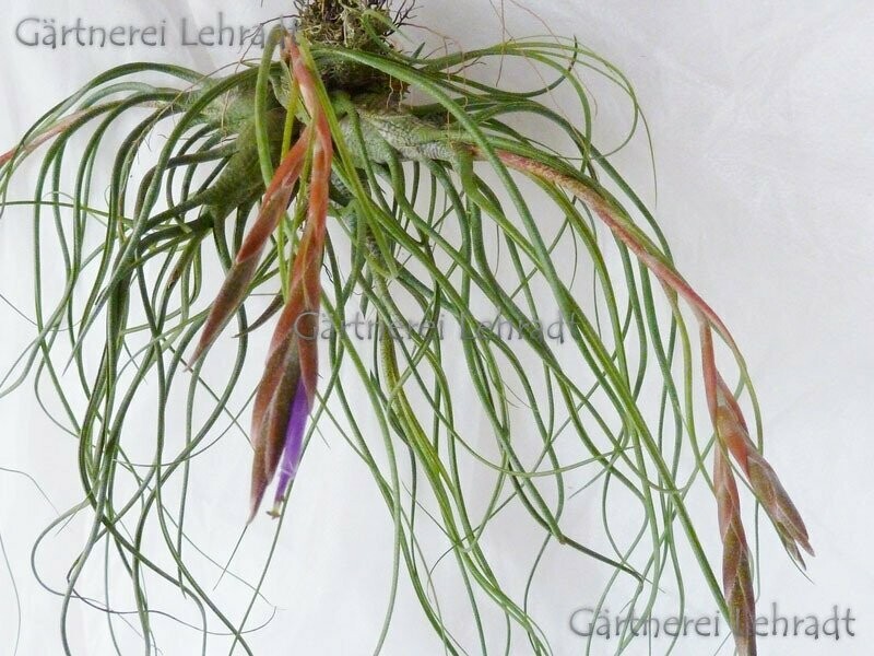 Tillandsia butzii rot Tillandsia butzii rot