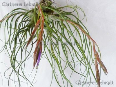 Tillandsia butzii rot Tillandsia butzii rot