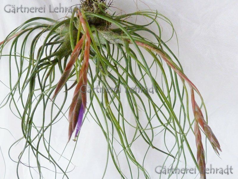 Tillandsia butzii rot Tillandsia butzii rot