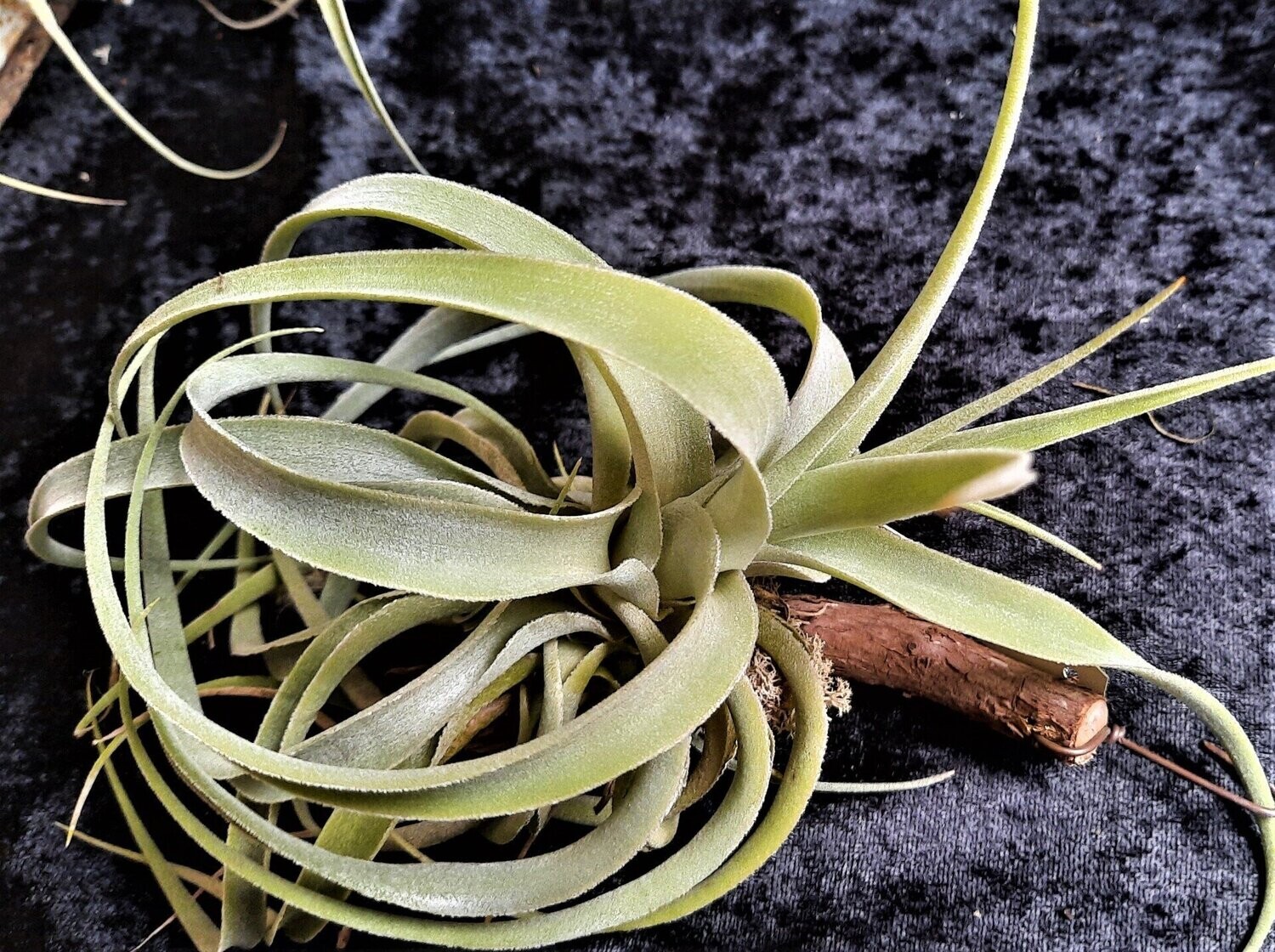 Tillandsia cacticola (L)