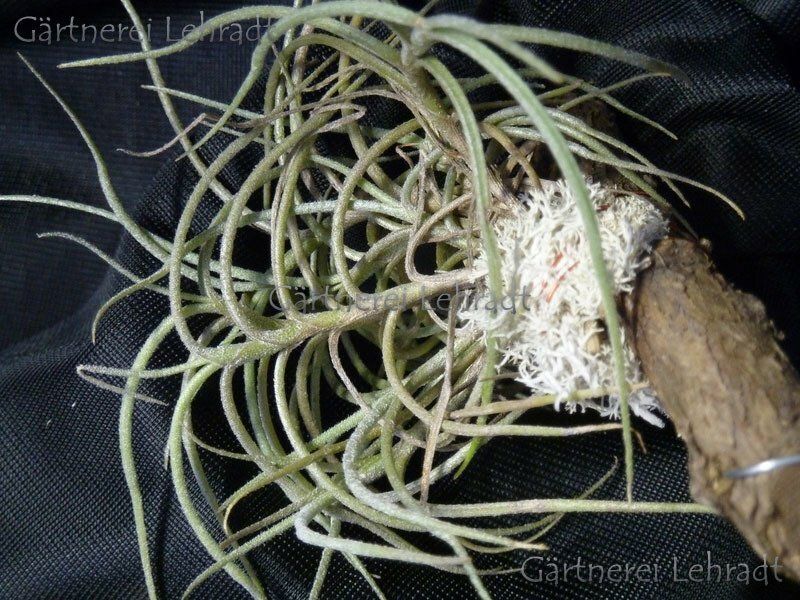 Tillandsia capilaris Tillandsia capilaris