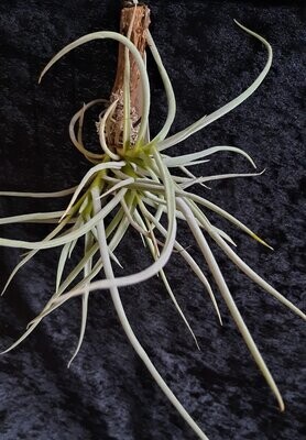 Tillandsia castellanii (L)