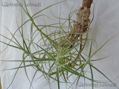 Tillandsia cearulea (XL) Tillandsia cearulea (XL)