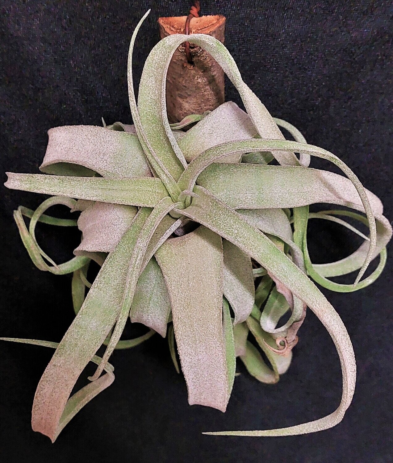 Tillandsia cearulea x T. straminea (L) Tillandsia cearulea x T. straminea (L)