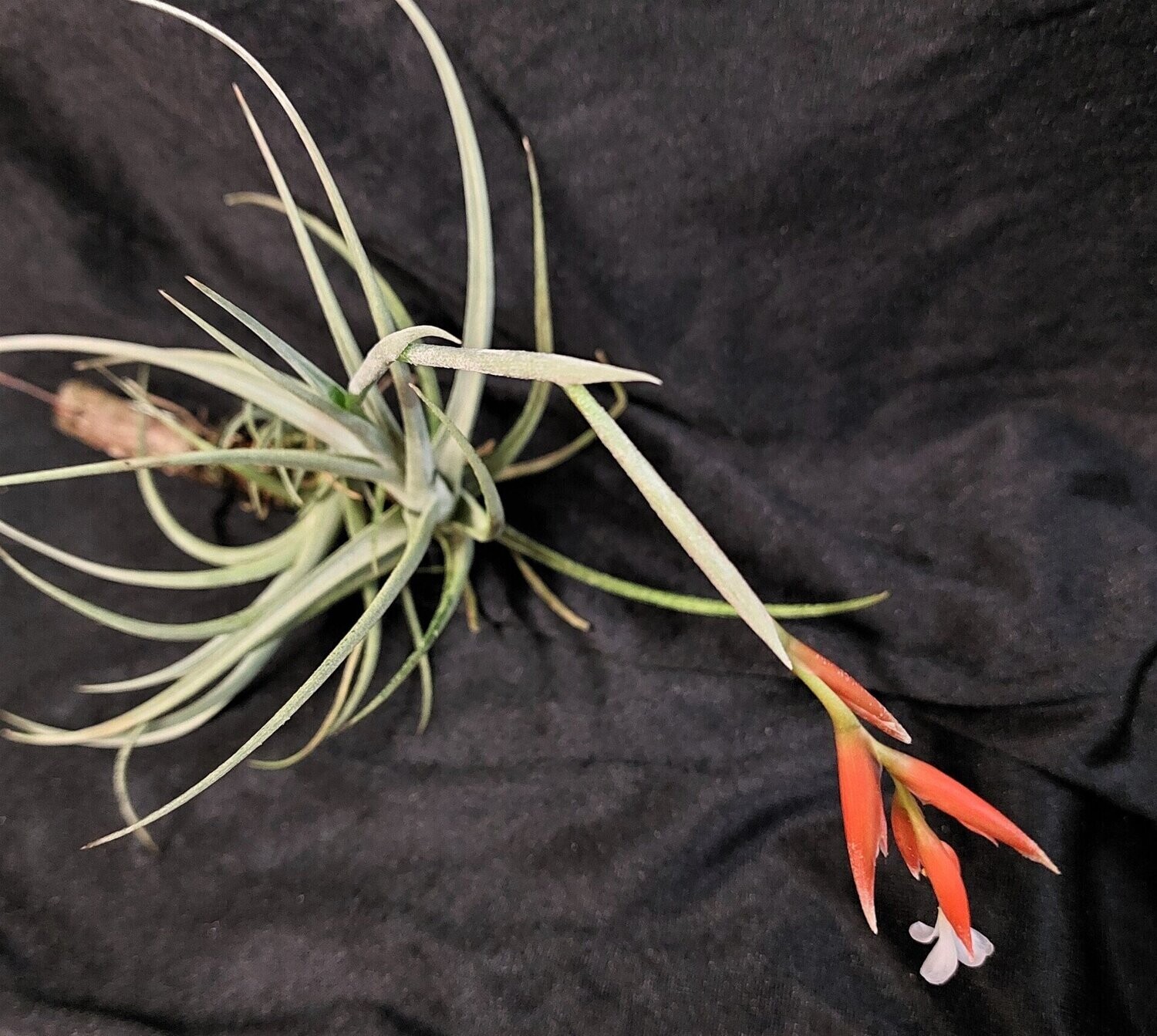 Tillandsia toropiensis (XL) Tillandsia toropiensis (XL)