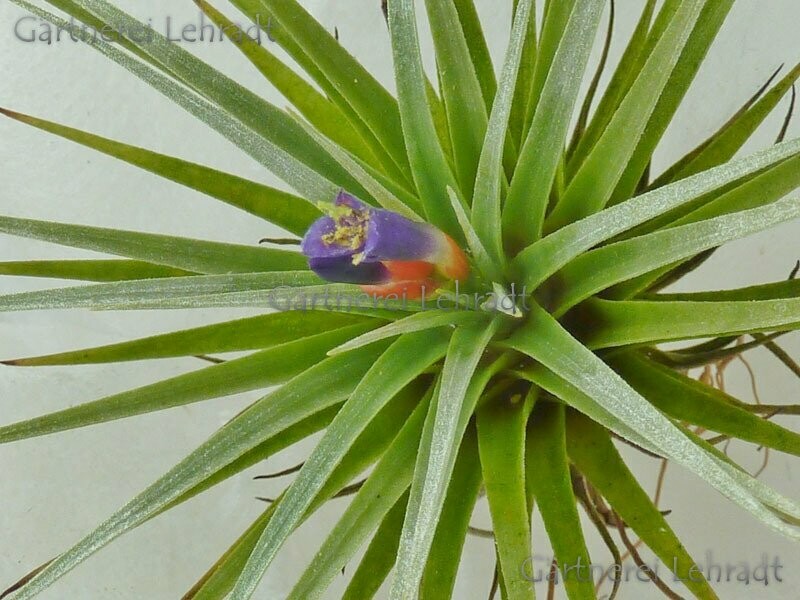 Tillandsia espinosae (Vriesea) (L)