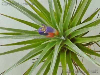 Tillandsia espinosae (Vriesea) (L)