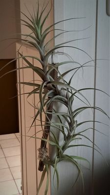 Tillandsia incarnata Tillandsia incarnata