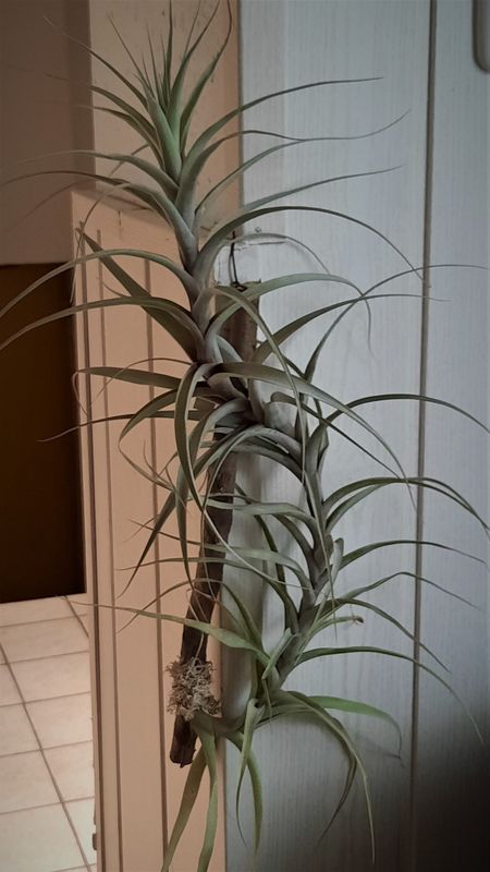 Tillandsia incarnata Tillandsia incarnata
