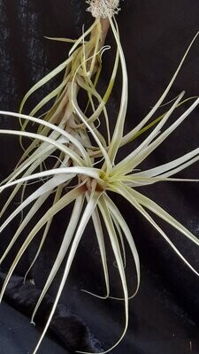 Tillandsia incarnata (XL)