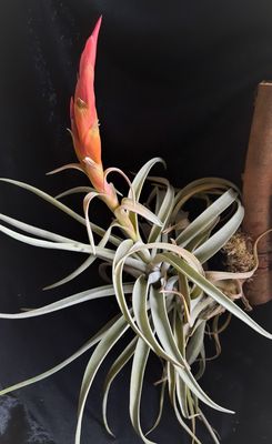 Tillandsia harrisii (L)