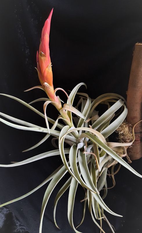 Tillandsia harrisii Tillandsia harrisii