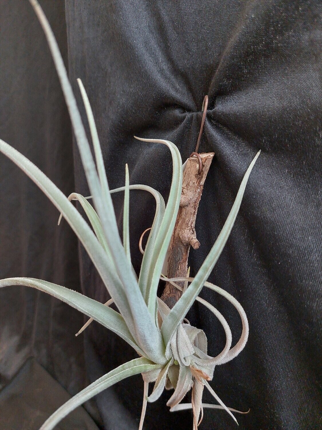 Tillandsia lorentziana (L)