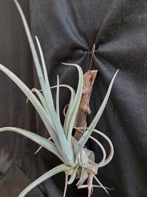 Tillandsia lorentziana (L)