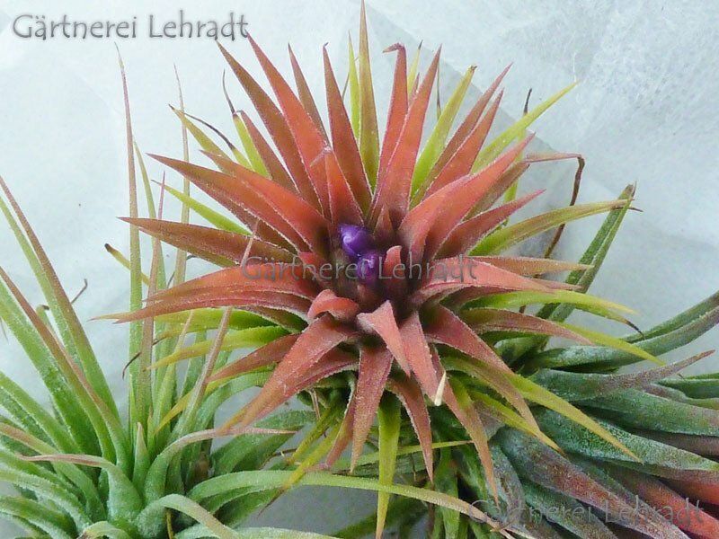 Tillandsia ionantha 'Mexiko' (M)