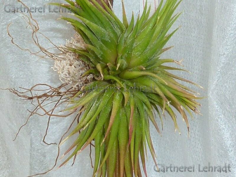 Tillandsia ionantha 'Mexiko' (L)