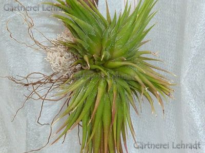 Tillandsia ionantha 'Mexiko' (L)