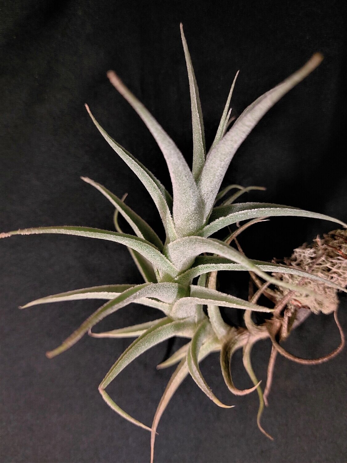 Tillandsia purpurea (M)