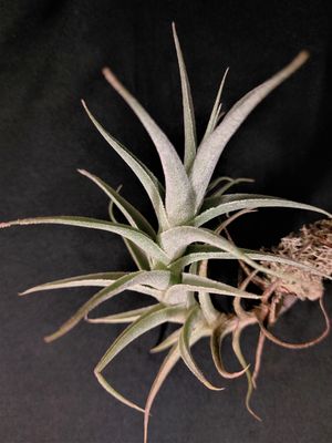Tillandsia purpurea (M)