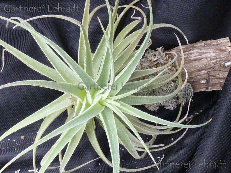 Tillandsia purpurea (L)