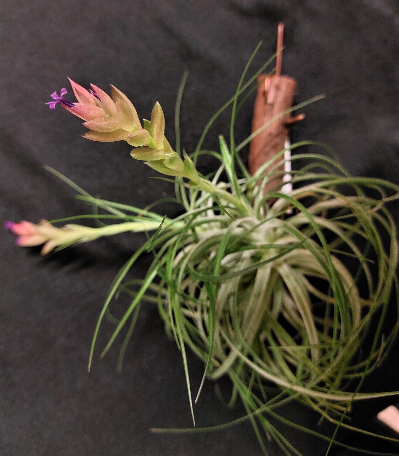 Tillandsia stricta (green) (L)