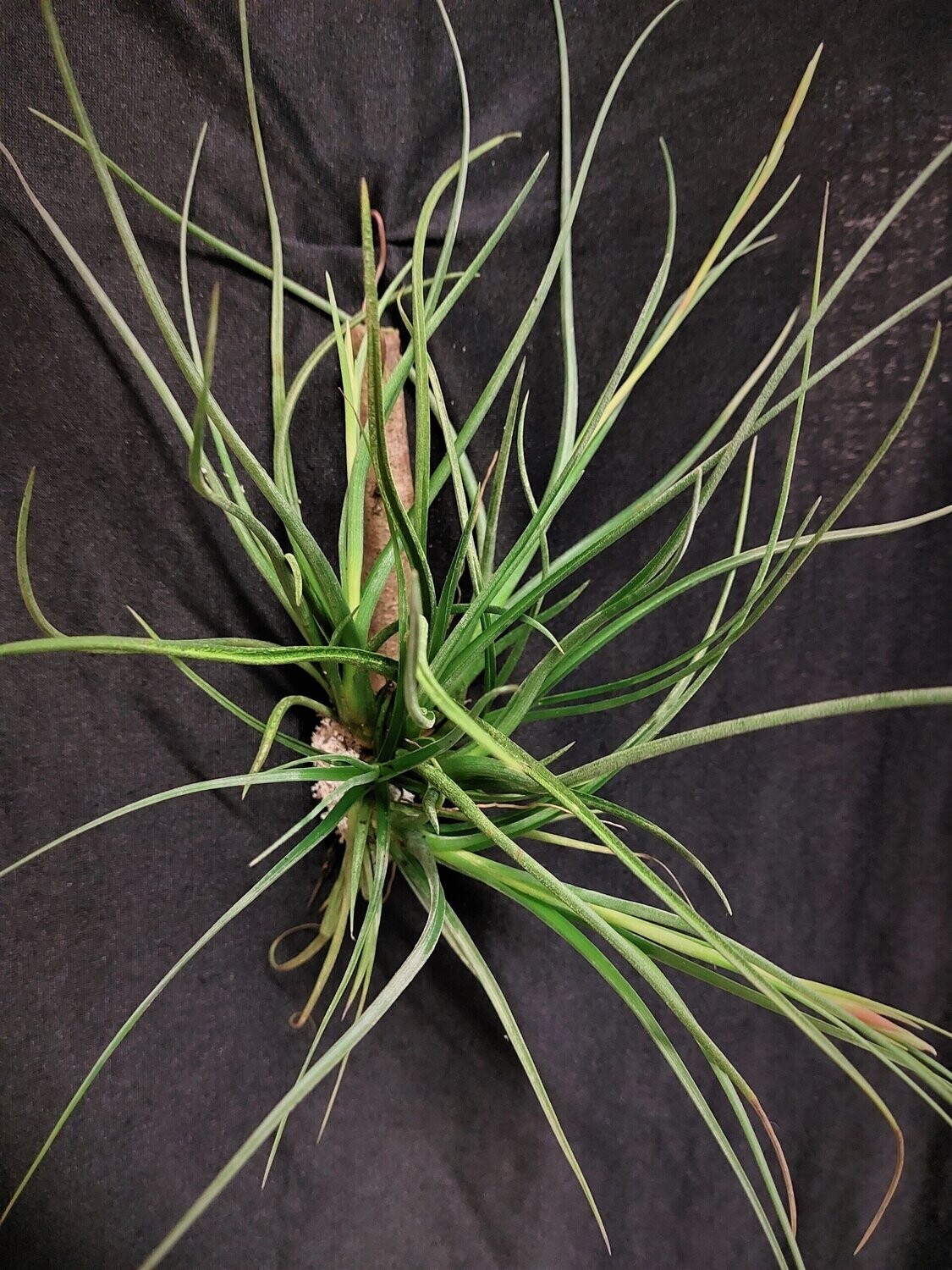 Tillandsia pseudobaileyi (L)