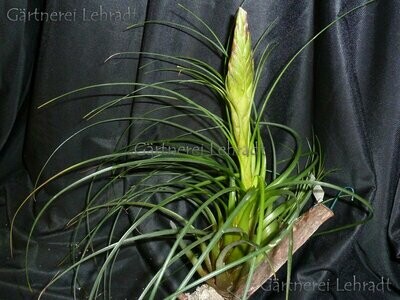 Tillandsia punctulata (L)