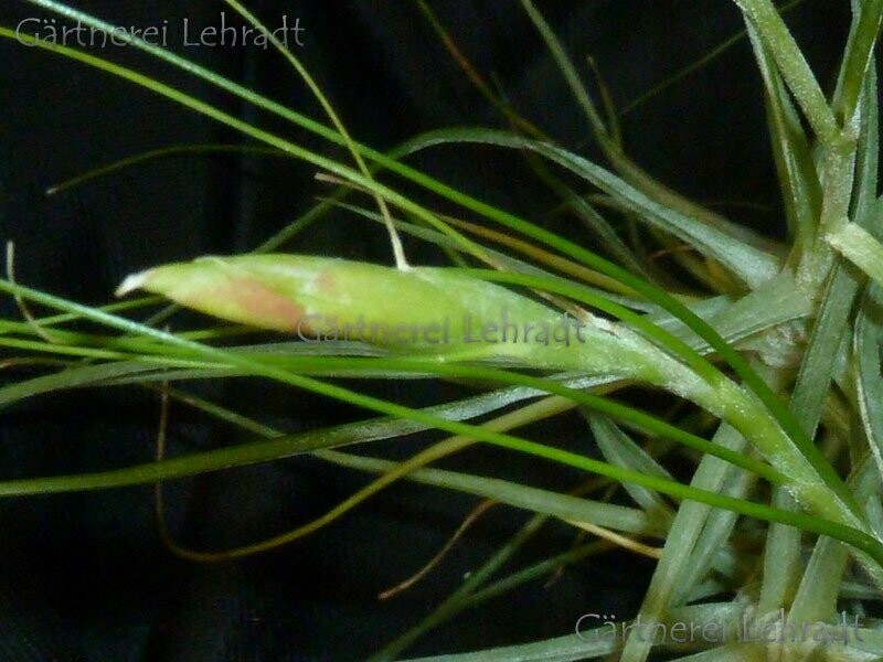 Tillandsia schiedeana (green) (M)