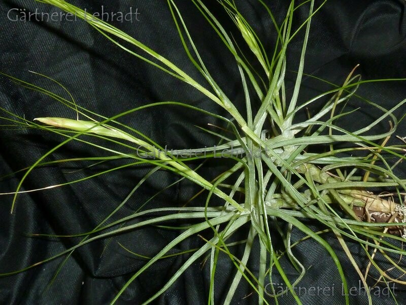 Tillandsia schiedeana (green) (L)