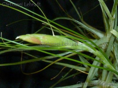 Tillandsia schiedeana (green) (M)