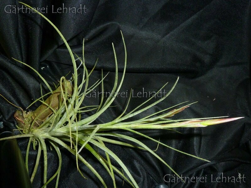 Tillandsia simulata   (M)