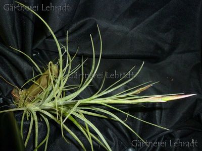 Tillandsia simulata   (M)