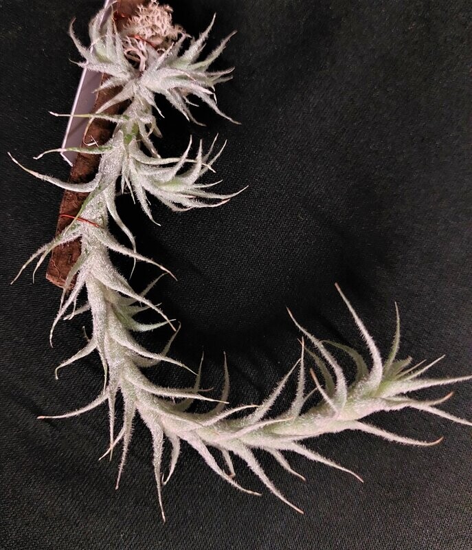 Tillandsia stellifera Tillandsia stellifera