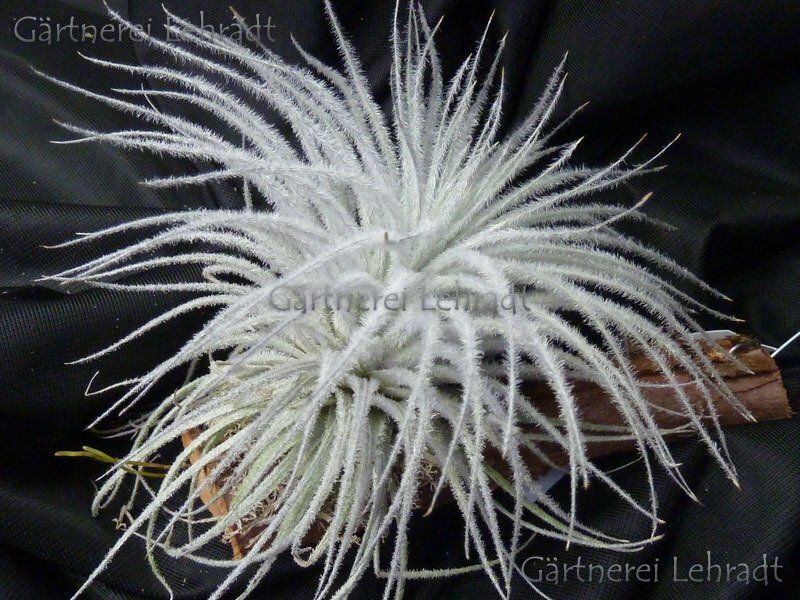 Tillandsia tectorum (XL)