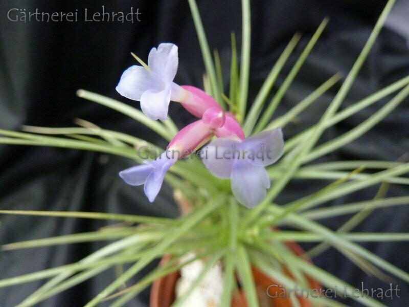 Tillandsia tenuifolia (L)