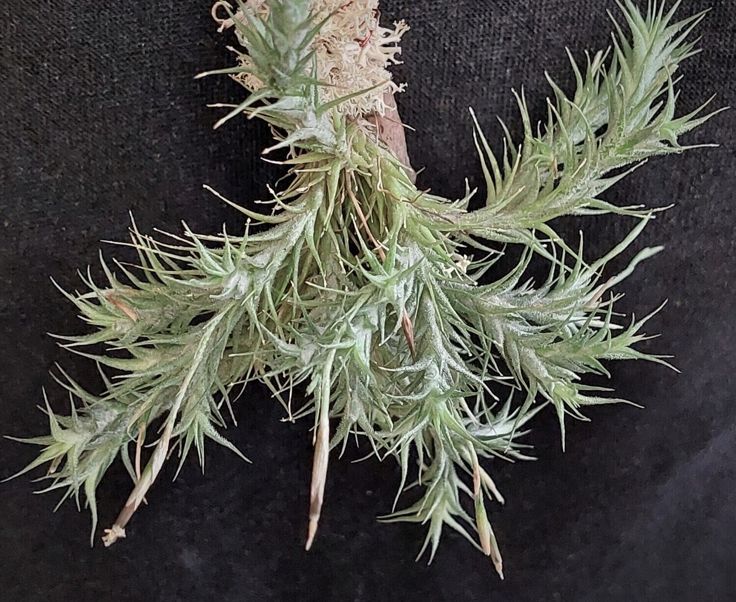 Tillandsia tricholepsis Tillandsia tricholepsis