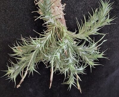 Tillandsia tricholepsis Tillandsia tricholepsis