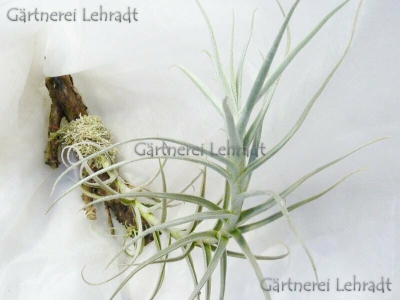 Tillandsia paleacea mini  (L)