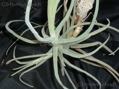 Tillandsia reichenbachii (XL)