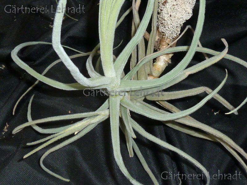 Tillandsia reichenbachii (XL)