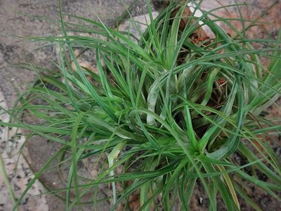 Tillandsia stricta (green) (XL)