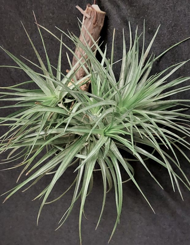 Tillandsia stricta (silver) (L)