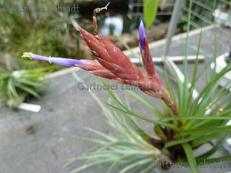 Tillandsia tricolor (L
