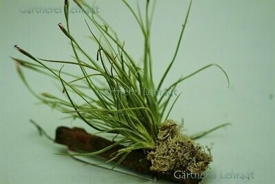 Tillandsia recurvata (M)